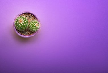 Görünümünde seramik tencere en iyi kopya alanı ile pastel renk turuncu zemin üzerine yeşil kaktüs sulu. En az kavramı. Düz Lay. 