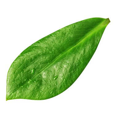 Yaprak closeup ile izole üzerinde beyaz arka plan kırpma yolu ile bırakır. Tam derinlik-in tarla. Koleksiyonu. 