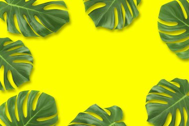 Yaratıcı düzen yaz tropikal yaprak düz kompozisyon yatıyordu. Yeşil tropic çerçeve üzerinde pastel sarı arka plan kopya alanı ile bırakır. En az kavramı