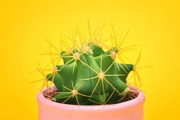 Kaktus detail detailní pohled zepředu v keramické nádobě módní Design. Kaktusy v létě minimální zátiší koncept. Zelená náladu na pastelově oranžové pozadí. Moderní světlé barvy. — Stock fotografie