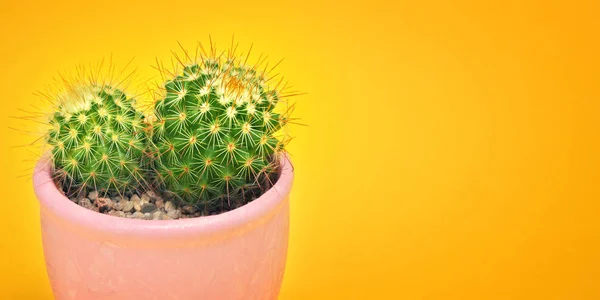 Kaktus detailní pohled zepředu v keramické nádobě módní Design. Kaktusy v létě minimální zátiší koncept. Zelená náladu na pastelově oranžové pozadí. Moderní světlé barvy. — Stock fotografie