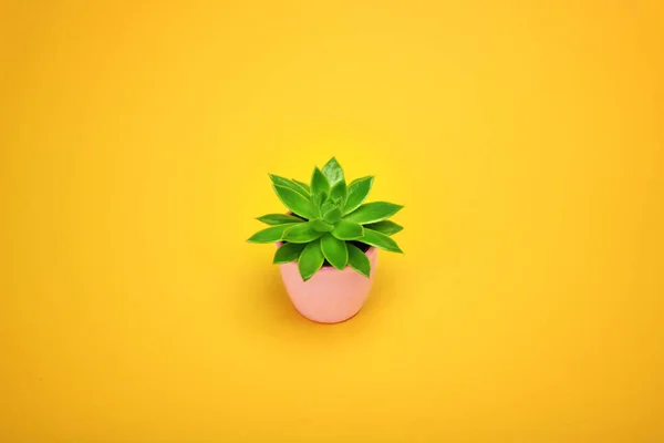 Cactus saftige front view i keramisk pot Fashion Design. Cacti Minimal sommer stilleben koncept. Grøn Stemning på pastel Orange baggrund. Trendy lyse farve . - Stock-foto