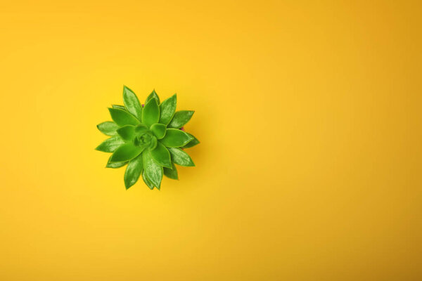 Green cactus succulent in ceramic pot top view with copy space on pastel color orange background. Minimal concept. Flat Lay. 