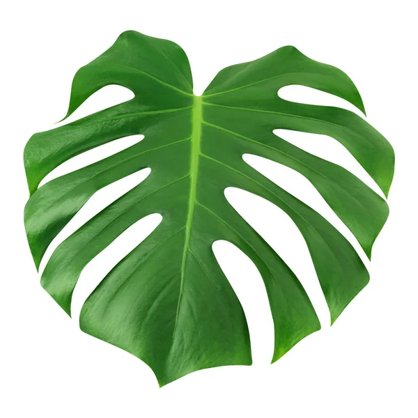 Монстера великого аркушу, ізольовані. Зелений лист унікальний дизайн тропічних візерунок білий фону джунглів, із відсічним контуром. — стокове фото