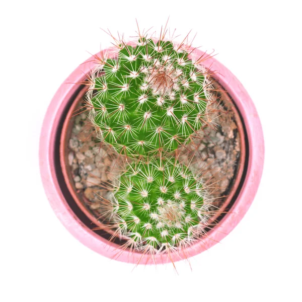 Pohled shora closeup zelený kaktus, samostatný keramický hrnec bílé pozadí. Plochý Lay. — Stock fotografie
