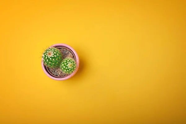 Felülnézet zöld kaktusz kerámia edény másol hely a narancssárga pasztell színű háttér. Minimális koncepció. Lapos Lay. — Stock Fotó