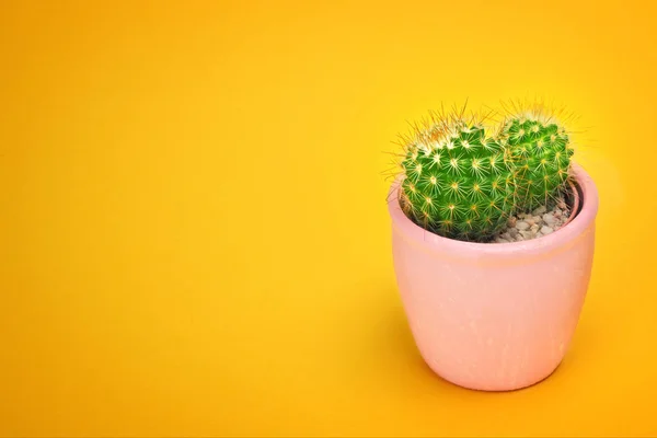 Kaktus Detailní Pohled Zepředu Keramické Nádobě Módní Design Kaktusy Létě — Stock fotografie
