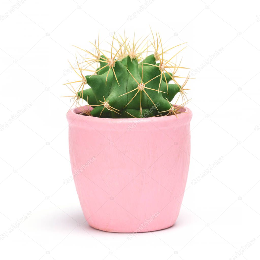 Cactus isolated with clipping path. Closeup Cacti front view in pink ceramic pot white background. Collection.