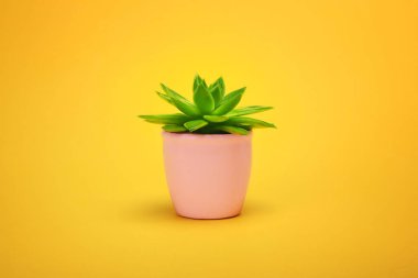 Kaktüs sulu önden görünüm seramik tencerede moda tasarımı. Kaktüsler en az yaz natürmort kavramı. Pastel turuncu arka plan yeşil ruh. Son moda parlak renk. 