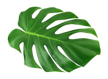 Monstera büyük yaprak izole. Yeşil orman yaprak benzersiz tropikal tasarım desen beyaz arka plan, kırpma yolu ile.
