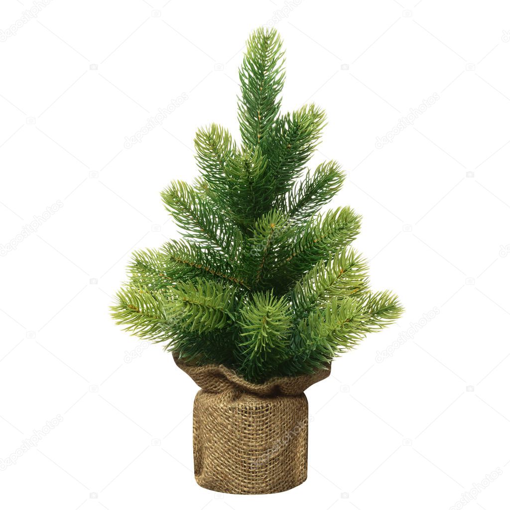 Bushy small green Christmas tree without decorations in a pot wrapped  isolated on white  background