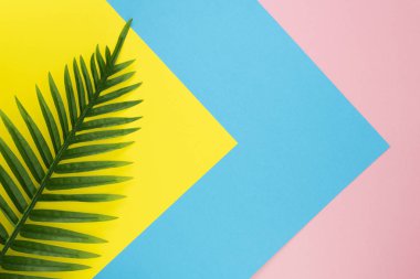 Pastel sarı, mavi, pembe renk arka planda tropikal palmiye yaprakları. Üst te. Düz yatıyordu