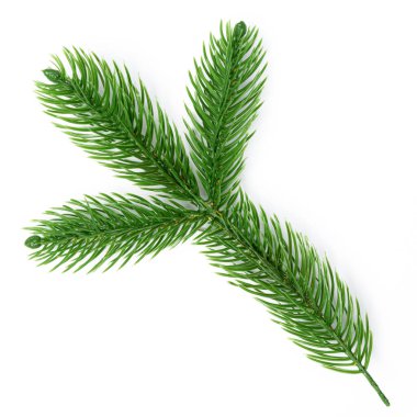 Firavun dalı beyaz arkaplanda izole edilmiş