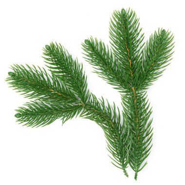 Firavun dalları beyaz arkaplanda izole edilmiş