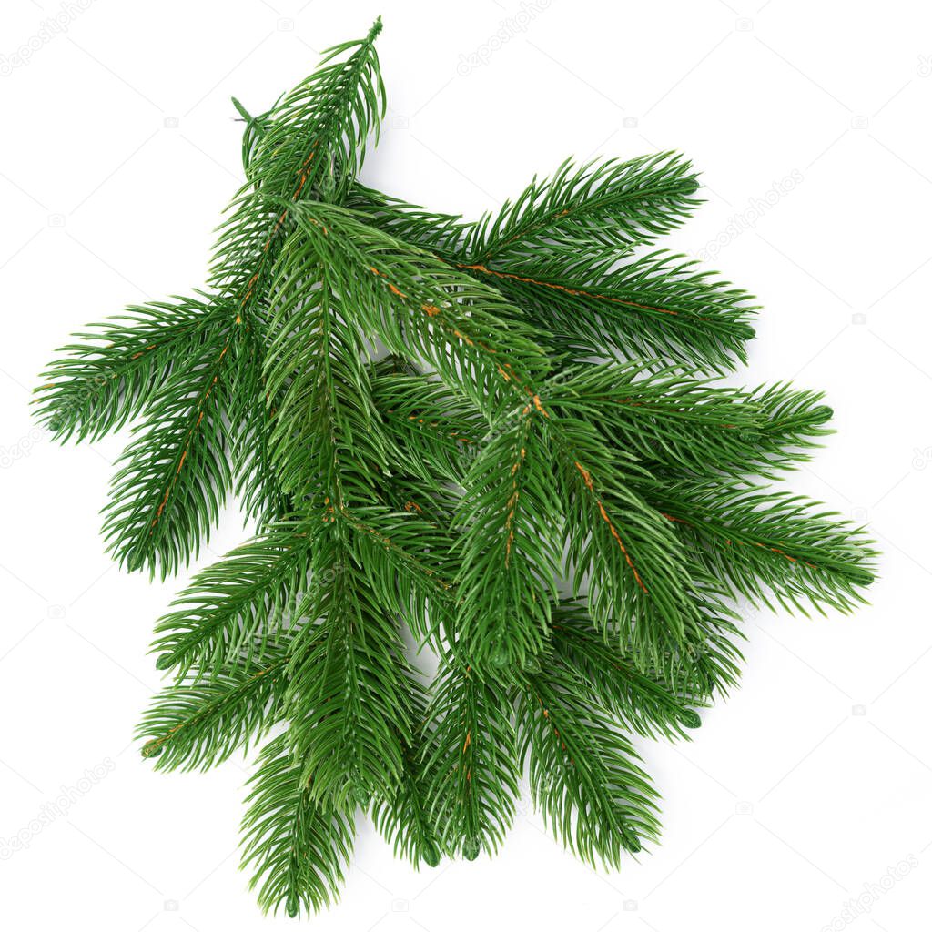 Fir branches isolated a on white background