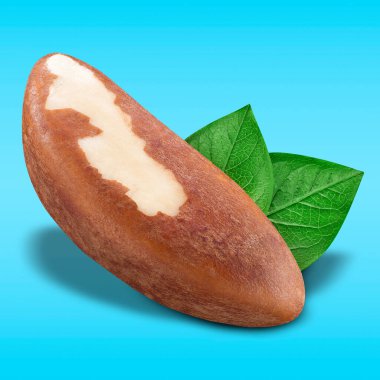 Pastel mavi arka planda Brezilya fındığı. Paket tasarım elemanı olarak yeşil yapraklı kabuksuz bir Brezilya fındığı. Fındık koleksiyonu