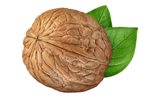 Walnut isolated on white background. One walnut closeup with green leaves. Nut organic — Stock Photo, Image