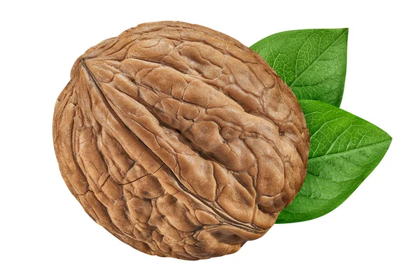Walnut isolated on white background. One walnut close-up with green leaves. Nut collection — Stock Photo, Image