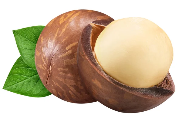 Macadamianuss isoliert auf weißem Hintergrund. Nahaufnahme von zwei Macadamia-Nüssen mit grünem Blatt als Verpackungselement. Sammlung — Stockfoto