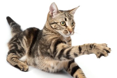Şakacı kedi beyaz arka planda yalnız ve komik..