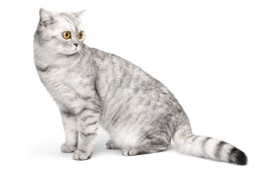 İngiliz kedi kısaltması beyaz arka planda izole bir şekilde oturuyor.