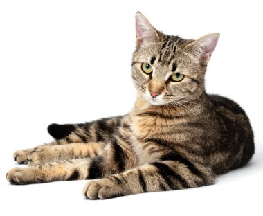 Yalancı kedi tekir beyaz arka planda izole.