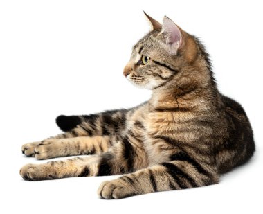 Yalancı kedi tekir beyaz arka planda izole.