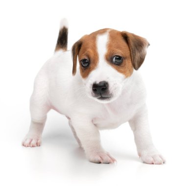 Yavru Jack Russell Teriyer beyaz arka planda tek başına duruyor..