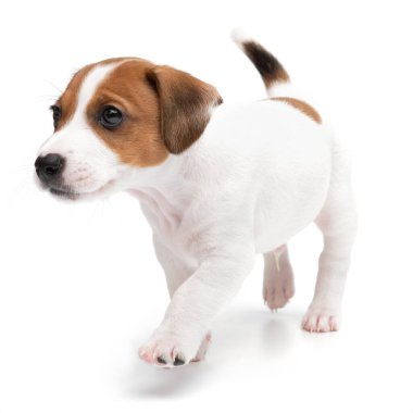 Beyaz arka planda izole edilmiş sevimli mutlu köpek yavrusu Jack Russell Terrier oynuyor..
