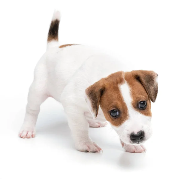 ポートレートかわいいです子犬犬ジャックrussellテリアプレイ孤立した上の白い背景. — ストック写真