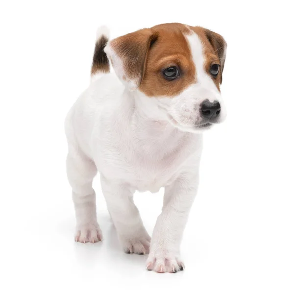 Puppy Jack russell terrier staan geïsoleerd op witte achtergrond. — Stockfoto