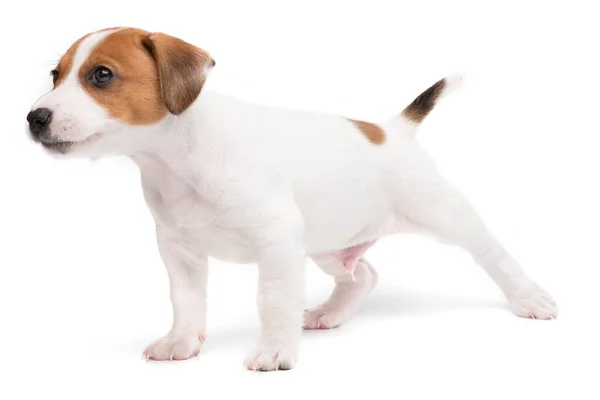 Retrato lindo feliz cachorro perro jack russell terrier jugando aislado en blanco fondo. — Foto de Stock