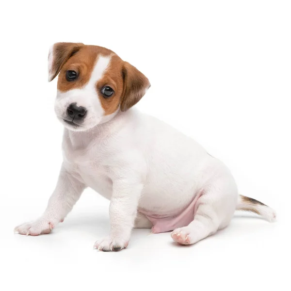 Jack Russell Terrier cachorro aislado sobre fondo blanco. Perro jack terrier sentado vista frontal estudio disparo. — Foto de Stock