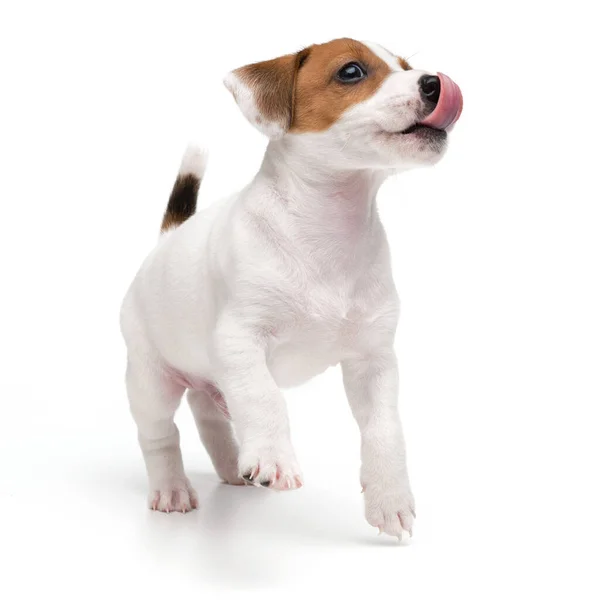Spelen hond puppy jack russell terrier springen en licks gezicht tong geïsoleerd op witte achtergrond. — Stockfoto