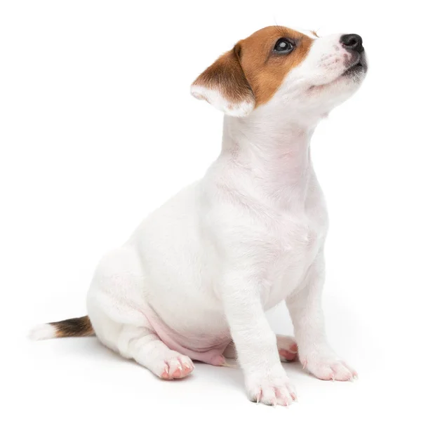 Jack Russell Terrier cachorro aislado sobre fondo blanco. Perro jack terrier sentado vista frontal estudio disparo. — Foto de Stock