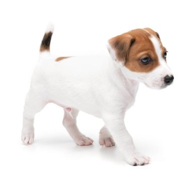Beyaz arka planda izole edilmiş şirin mutlu köpek yavrusu Jack Russell Terrier.. 