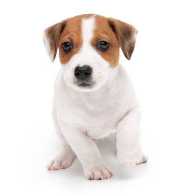 Jack Russell Terrier yavru köpeği beyaz arka planda izole edilmiş. Köpek kriko teriyeri stüdyonun önünde oturuyor..