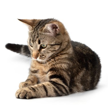 Yalancı kedi tekir beyaz arka planda izole.