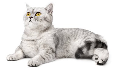 Beyaz arka planda yalnız yatan İngiliz kedisi.