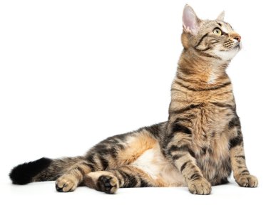 Yalancı kedi tekir beyaz arka planda izole.