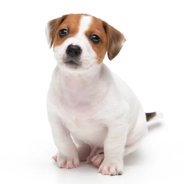 Jack Russell Terrier yavru köpeği beyaz arka planda izole edilmiş. Köpek kriko teriyeri stüdyonun önünde oturuyor.. — Stok fotoğraf