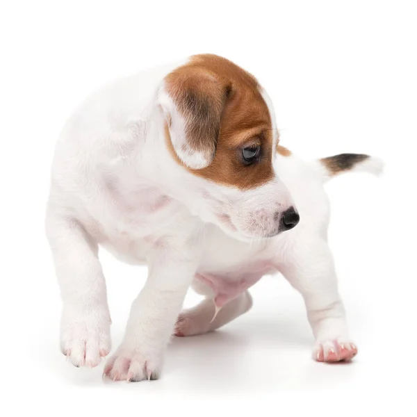 Retrato lindo feliz cachorro perro jack russell terrier jugando aislado en blanco fondo. — Foto de Stock