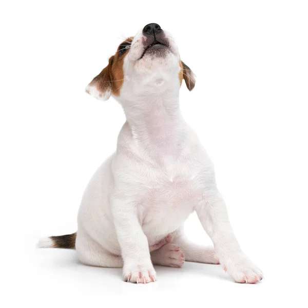 Minik mutlu köpek yavrusu Jack Russell Terrier beyaz arka planda izole edilmiş bir kurt gibi uluyor.. — Stok fotoğraf