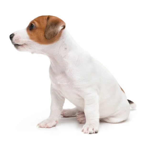 Jack Russell Terrier cachorro aislado sobre fondo blanco. Perro jack terrier sentado vista frontal estudio disparo. — Foto de Stock