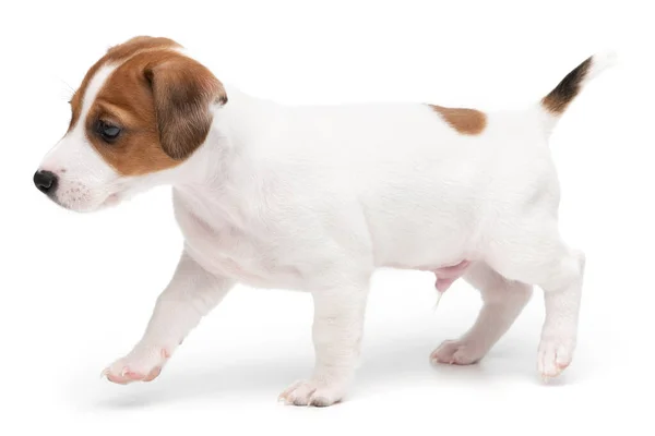 Cachorro jack russell terrier de pie aislado sobre fondo blanco. — Foto de Stock