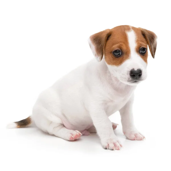 Jack Russell Terrier cachorro sentado aislado sobre fondo blanco. — Foto de Stock