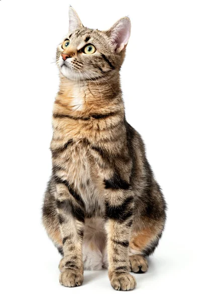 Katt tabby sitter isolerad på vit bakgrund. — Stockfoto