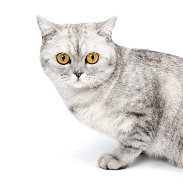 Portré Brit macska elszigetelt fehér háttér. — Stock Fotó