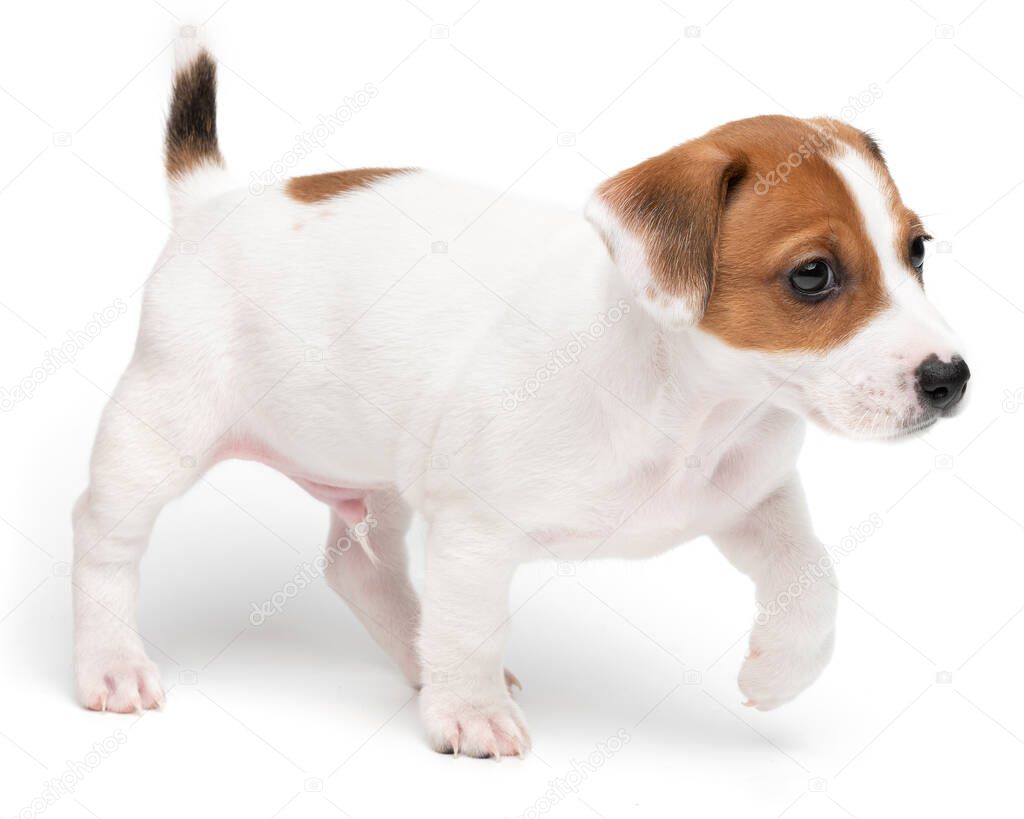 Puppy Jack russell terrier standing isolated on white background.