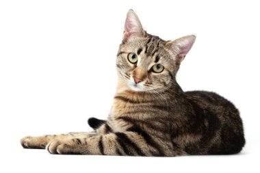 Yalancı kedi tekir beyaz arka planda izole.